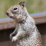 squirrel-thumb
